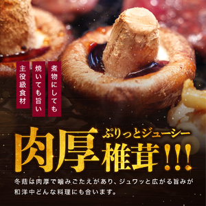 大分県産 どんこ 乾燥椎茸 50g×6