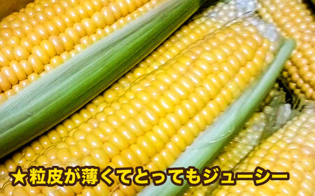 【先行予約】糸島 トウモロコシ 『もきっこ』 黄 （ 10本前後 ） 【2026年6月下旬以降順次発送】《糸島》 【内田農業】 [AZH001]