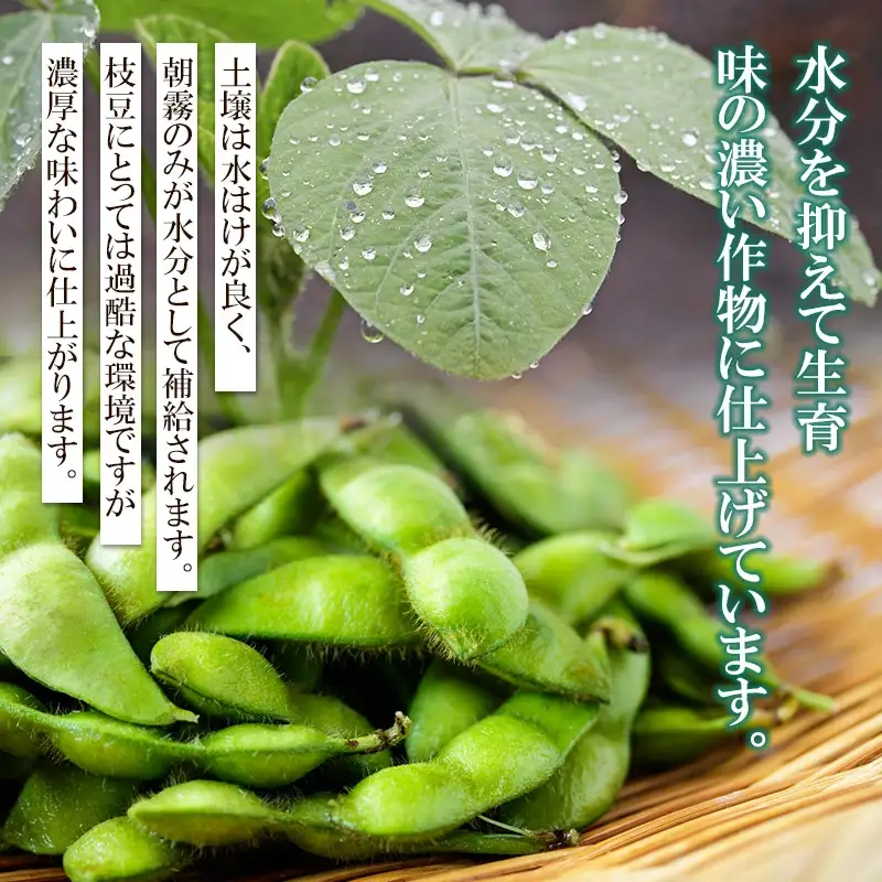 【令和8年産先行予約】 山形県鶴岡産 だだちゃ豆　約1.5kg（500g×3袋）　三浦農産
