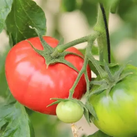 【令和8年3月発送開始】糖度9度以上!赤い宝石のようなフルーツトマト　ブリックスナイントマト2ケース_野菜  トマト _【1210033】