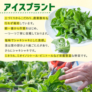 ＜先行予約受付中！12月中旬以降お申し込み順に発送予定＞アイスプラント(計約600g・150g×4パック)野菜 葉物野菜 葉野菜【114800201】【公益社団法人 あじむ農業公社】