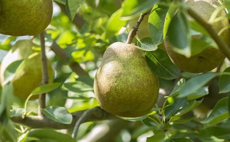 《先行予約》山形県中山町 厳選フルーツ定期便 秋冬 全3回【2026年9月開始】 F4A-0371