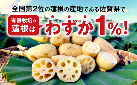 【2026年度発送分 先行予約】有機（オーガニック）泥付き蓮根3kg / 佐賀県 / 吉田農園 [41AHAE003]