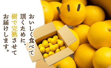 【2027年出荷分】小夏 (日向夏) 小夏 2.5kg ギフト用 kd-0031