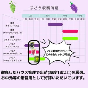 【数量限定】高級ぶどう3種セット(各１房) 2026年7月中旬より発送