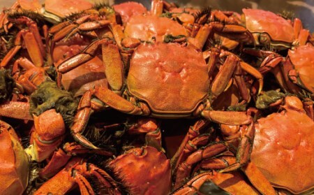26-030．最高級天然食材！四万十川の天然ツガニ 約700g～800g（4～6匹）