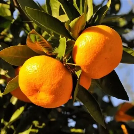 【訳あり】和歌山下津みかん約10kgご家庭用向け(サイズ混合) (日高町)【1217623】