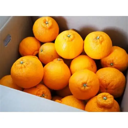 【濃厚春柑橘】有田産不知火約5kg(12玉～20玉おまかせ)　(日高町)【1221747】