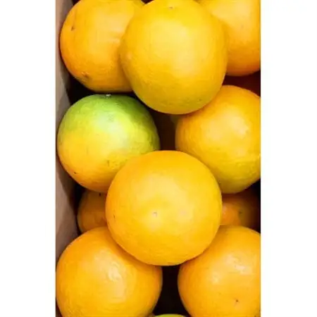 【2026年6月下旬頃発送】秀品　希少な国産バレンシアオレンジ　2.5kg【配送不可地域：離島】【1327765】