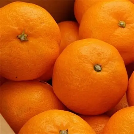 [秀品]紀州有田みかん約3kg(S～Lサイズ混合)「2026年11月中旬より順次発送」 (日高町)【1393675】