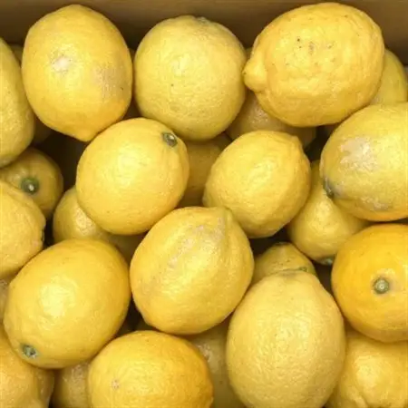 有田産の安心国産レモン約5kg(サイズ混合) (日高町)【1412633】