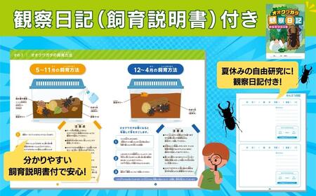 【先行予約】 オオクワガタペア 飼育 セット 65mm～ 福島県 田村市 田村