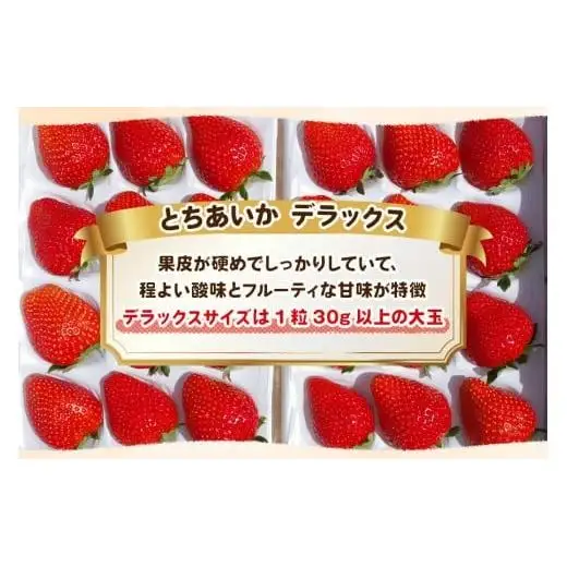 完熟朝摘みとちあいか DX 800g 【2027年1月以降発送】ギフト 贈答 | いちご 苺 フルーツ  澳原いちご農園 栃木県 矢板市