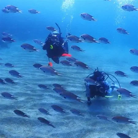 伊東・城ヶ崎の海で初級ダイビングライセンスが取得できる　2日コース_旅行券・チケット ダイビング 体験チケット   旅行券・チケット  宿泊券 _【1059668】