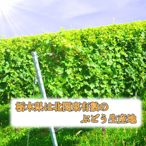 【先行予約】朝摘み直送 シャインマスカット 2kg