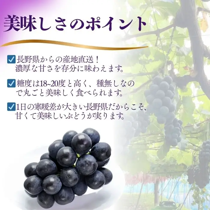 【2026年先行予約】ナガノパープル 約2kg（4~6房）※最低1.8kg以上｜ぶどう ぶどう