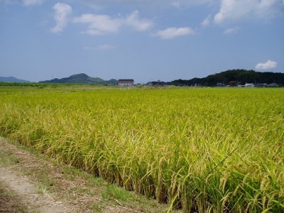 佐賀県産さがびより10kg 034-B147