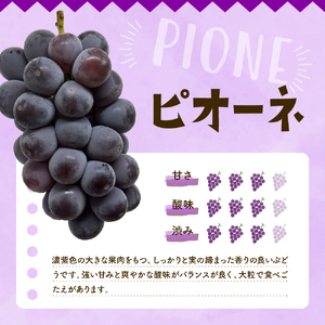 2026年ぶどう「シャインマスカット＆ピオーネ 」秀品 化粧箱入り各1房（計2房 約1.2kg） 東根農産センター提供 山形県 東根市 hi027-236　山形県 東根市 東北 果物 フルーツ くだもの ぶどう セット　詰め合わせ　シャインマスカット ピオーネ 期間限定 冷蔵配送 先行受付 令和8年産 取り寄せ グルメ ご当地 特産直送 送料無料 ふるさと納税