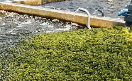 海ぶどう 球美の”生”海ぶどう（80g×3個+つけだれ）