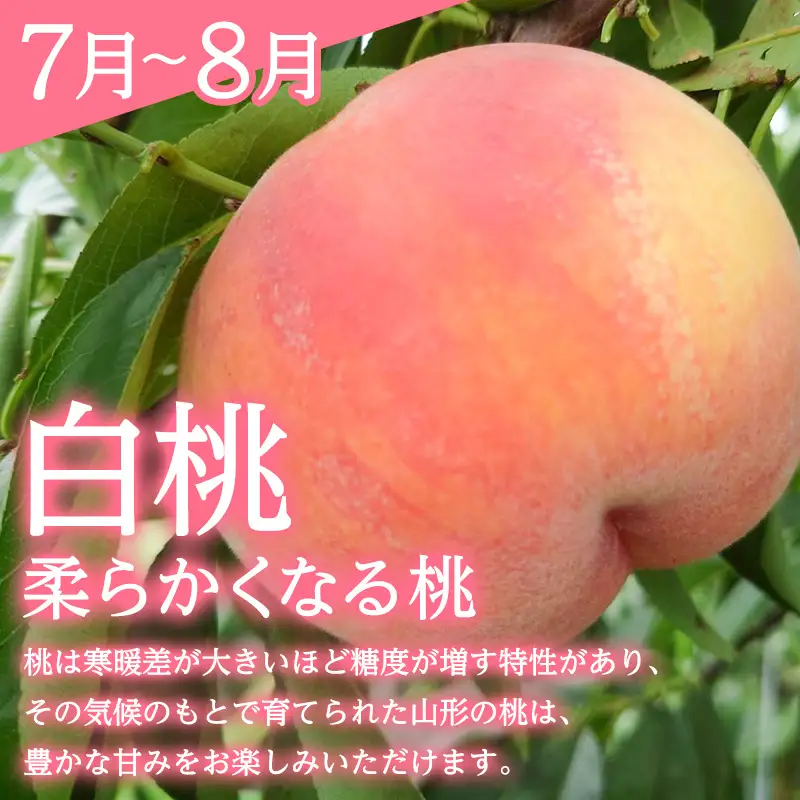 【定期便3回】みのりの山形～佐藤錦を味わう食べつくし定期便～くだもの 果物 フルーツ 山形 山形県 山形市 FY23-908