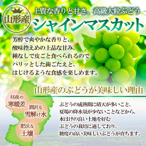 ☆フルーツ王国山形☆[訳あり] シャインマスカット1kg (1～3房)[10月お届け] 【令和8年産先行予約】FS23-854 くだもの 果物 フルーツ 山形 山形県 山形市 2026年産