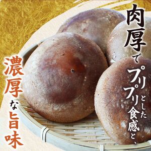 龍神マッシュの生しいたけ３袋セット / 肉厚 無農薬 菌床栽培 きのこ シイタケ 椎茸 和歌山県 田辺市 【mas001】