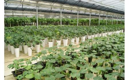 【3月上旬～10月下旬発送】モンステラ7号陶器ロング 鉢 インテリア 観葉植物 草花 樹木 ギフト