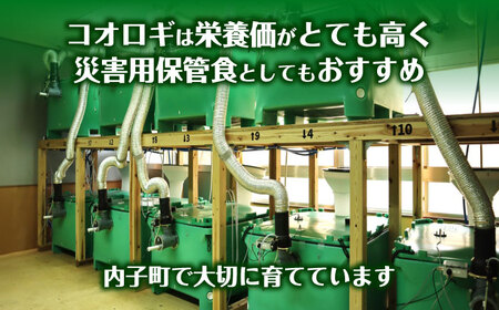 イエコオロギパウダー コオロギ黒カレー4個セット BKBN001 カレー