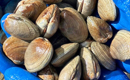 【2回お届け（11月・4月）】 北海道 厚岸産 砂抜き済み あさり 2kg【光輝】 [ 海産物 海の幸 味が濃い 貝類 貝 みそ汁 酒蒸し アサリバター 食材 食べ物 パスタ ] 