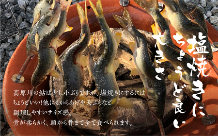 冷凍鮎 15匹 / 天然鮎 鮎