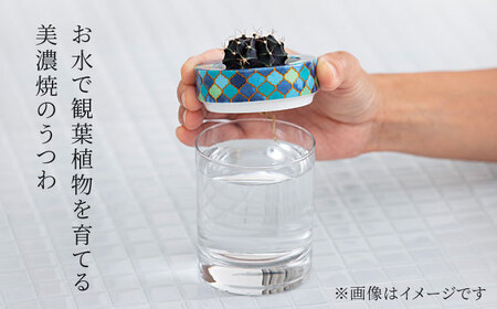 【美濃焼】SaiSui Morocco（Gray）植物付き【大東亜窯業】インテリア 雑貨 観葉植物 多肉植物 サボテン グリーン 水で育てる 省スペース 手軽 簡単 初心者 写真映え かわいい おしゃれ [MAG070]
