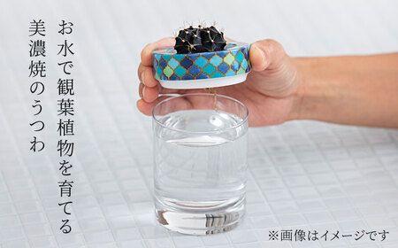 【美濃焼】SaiSui Morocco（Blue）植物付き【大東亜窯業】インテリア 雑貨 観葉植物 多肉植物 サボテン グリーン 水で育てる 省スペース 手軽 簡単 初心者 写真映え かわいい おしゃれ [MAG071]