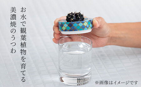 【美濃焼】SaiSui Morocco（Blue＆White）植物付き【大東亜窯業】インテリア 雑貨 観葉植物 多肉植物 サボテン グリーン 水で育てる 省スペース 手軽 簡単 初心者 写真映え かわいい おしゃれ [MAG072]