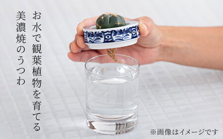 【美濃焼】SaiSui Blue（福福）植物付き【大東亜窯業】インテリア 雑貨 観葉植物 多肉植物 サボテン グリーン 水で育てる 省スペース 手軽 簡単 初心者 写真映え かわいい おしゃれ [MAG067]
