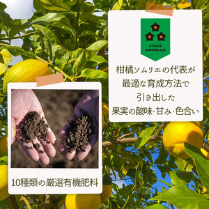 【レモン】 【2027年2月上旬から発送】 家庭用 イエローレモン 約2.5kg 【RNK0112_y】
