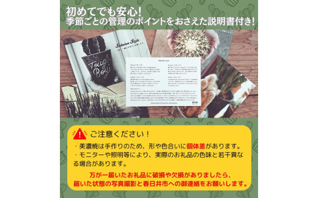 多治見市×春日井市コラボ 【美濃焼】 陶芸家「鈴木徹」 植木鉢 L × 【日本有数のサボテン産地】  春日井市の名店 後藤サボテン 