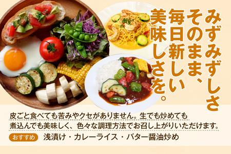 ★先行予約★【産地直送】ズッキーニ　約10本