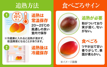 マンゴー 訳あり【2026年発送】完熟マンゴー 約2kg