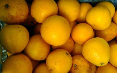 【規格外品】河内晩柑 ご家庭用 15kg サイズ不選別【2026年3月下旬～6月下旬発送予定】 晩柑 柑橘 晩柑 くだもの 果物 フルーツ