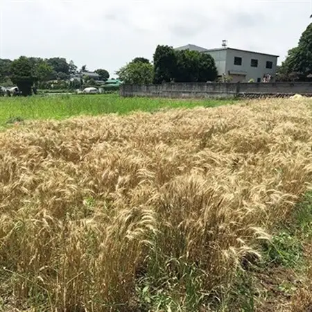神奈川県産小麦・自家製酵母パン　詰め合わせ【配送不可地域：離島・北海道・沖縄県・中国・四国・九州】【1058231】