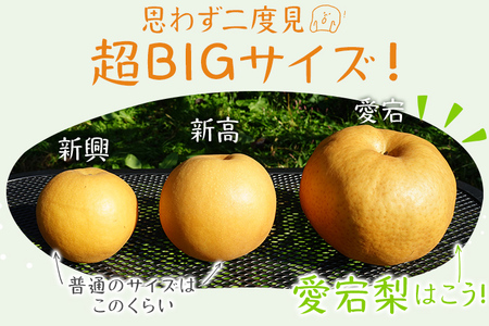 【数量限定】梨 愛宕梨 大玉2玉 期間限定 先行予約 ≪2026年 11月上旬頃より順次出荷≫ 樹上完熟  日本一大きな梨 フルーツ 松木果樹園 