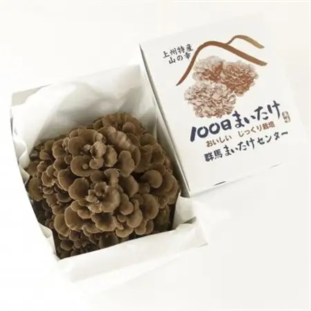 【のし付き】100日まいたけ 350g×2箱【配送不可地域：離島・沖縄県】【1429419】