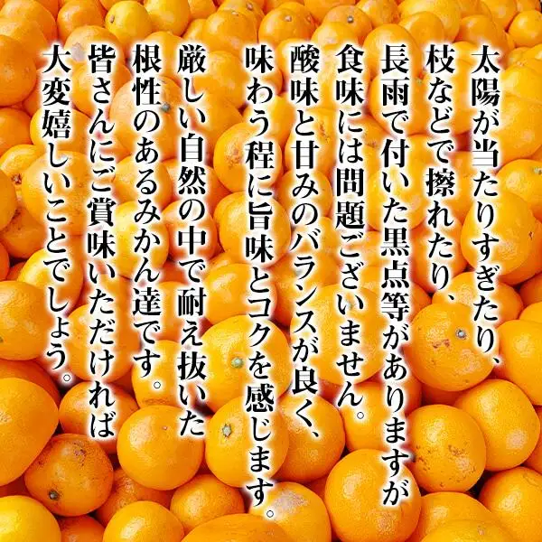 みかん 大玉 どっこいしょ 箱込 10kg ( 内容量約 9.2kg ) 2Lサイズ以上 秀品 優品 混合 有田みかん 和歌山県産 産地直送 家庭用［2026年11月中旬より順次出荷予定］［みかんの会］