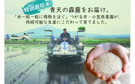 青天の霹靂 (特別栽培米) 白米10kg 令和7年産 青森県産米 [お申込み後に精米] [お申込み後に精米] [0899]