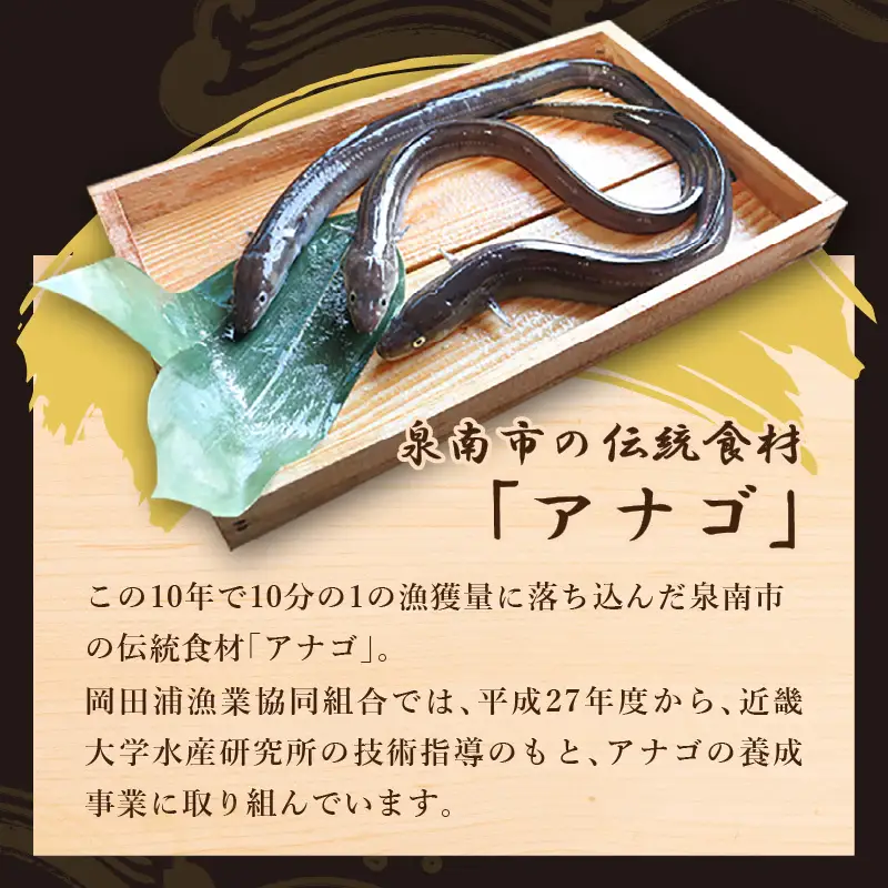 近畿大学×岡田浦漁協『泉南あなご』4尾入り！【058D-003】