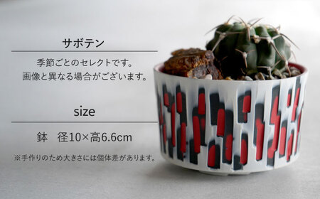 多治見市×春日井市コラボ 【美濃焼】 陶芸家「北川和喜」 重色目 円柱鉢L × 【日本有数のサボテンの生産地】 春日井市の名店 後藤サボテン 【井澤コーポレーション】[TBP175]