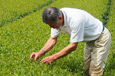 種子島 松寿園 粉末 緑茶 50g ×6袋　NFN340【375pt】