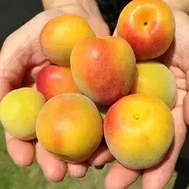 【ご褒美梅】山森農園の 梅干し「魔法の梅」 計1kg（500g×2） 【塩分約15％】 土と水にこだわっています 贈答にも / 紀州南高梅 和歌山 田辺市 ミネラル水 梅 梅干 ウメ うめ うめぼし 肉厚 ギフト ご家庭 完熟【ymm006-1】