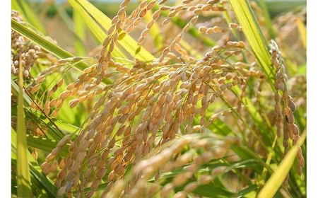 令和7年産 お米マイスターが育てた上越産コシヒカリ5kg (5kg×1)白米　精米