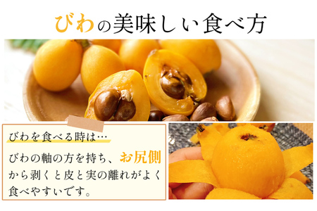 BH093 【期間限定発送】長崎県産 ハウスびわ 約500g 化粧箱入り [長崎県 島原市]